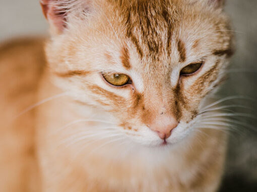 Ginger